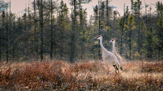 10 Outdoor Activities To Celebrate Spring in Muskoka!