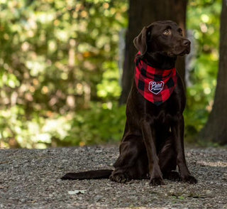 Dog Bandana (Tie On)